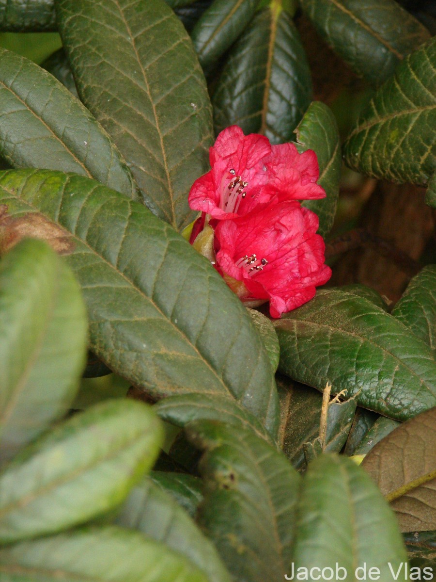 Rhododendron arboreum subsp. zeylanicum (Booth) Tagg